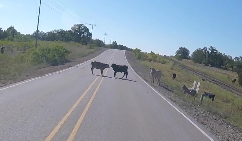 Cows on Cavazos